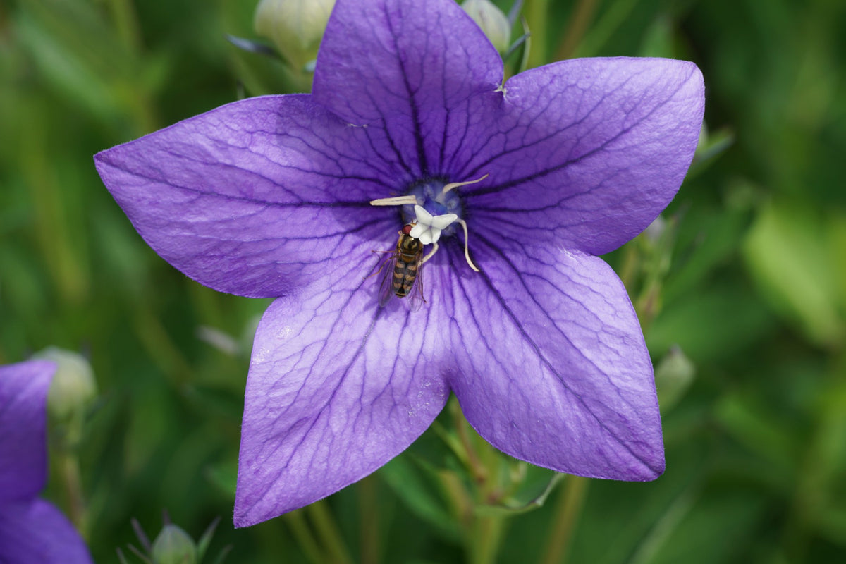 Allantoin