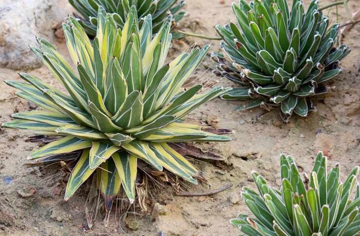 Agave Tequilana (Blue Agave) Leaf