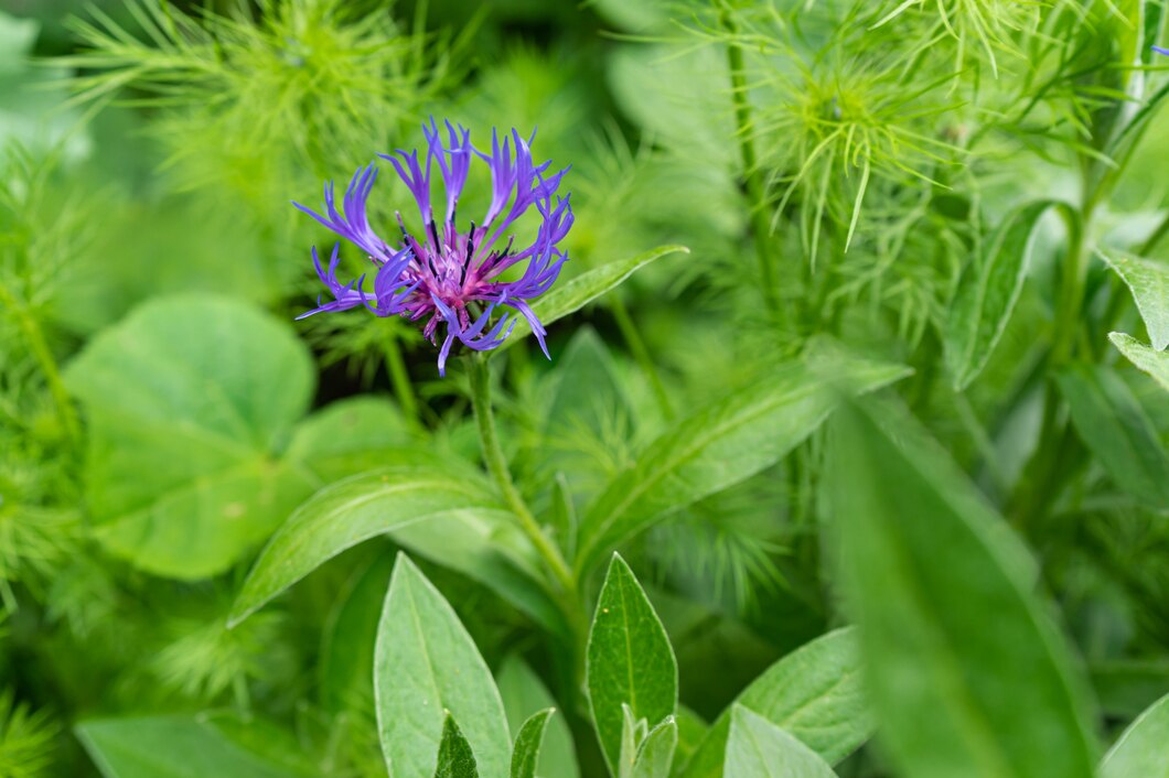 Plantago Lanceolata Leaf Extract