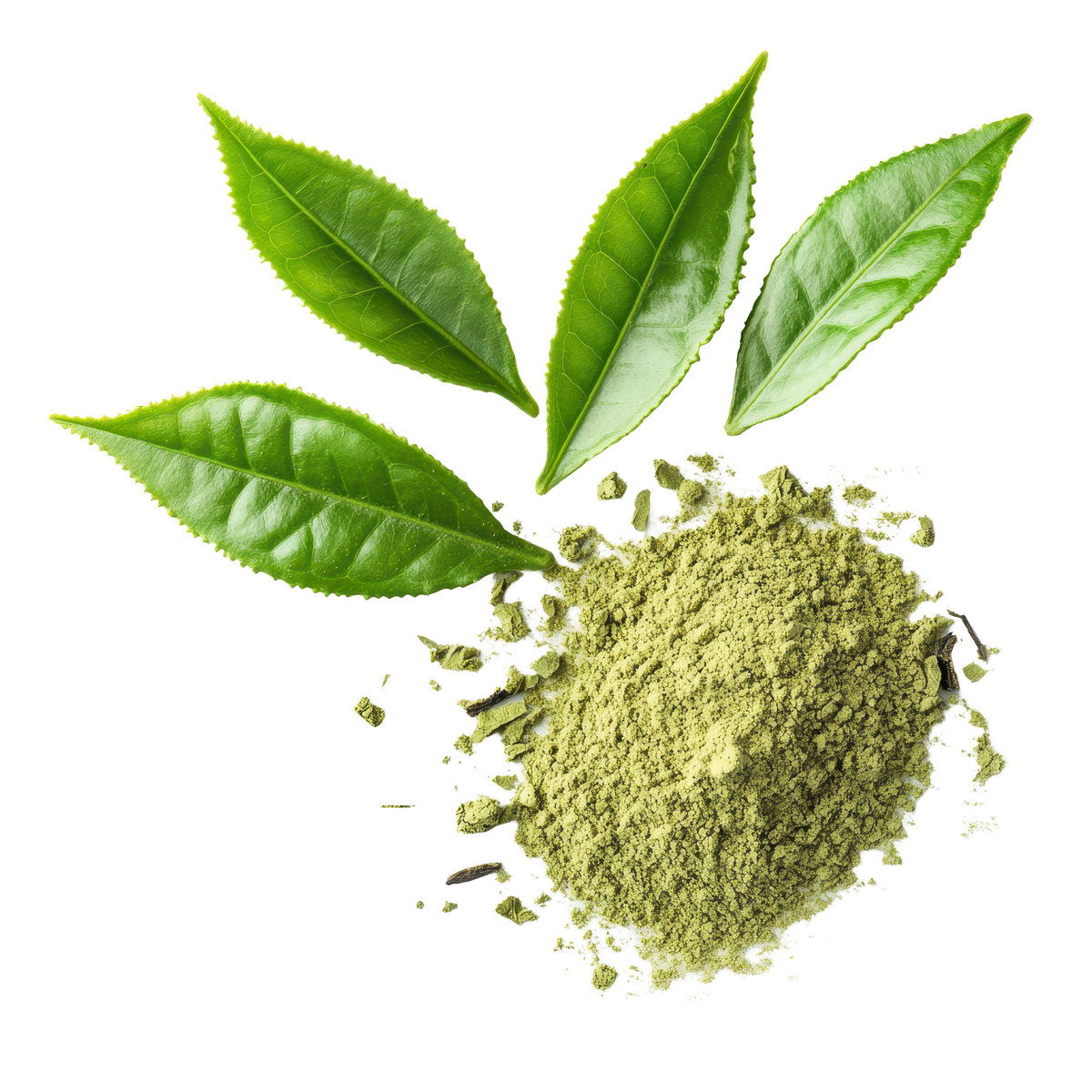 Green Tea Extract