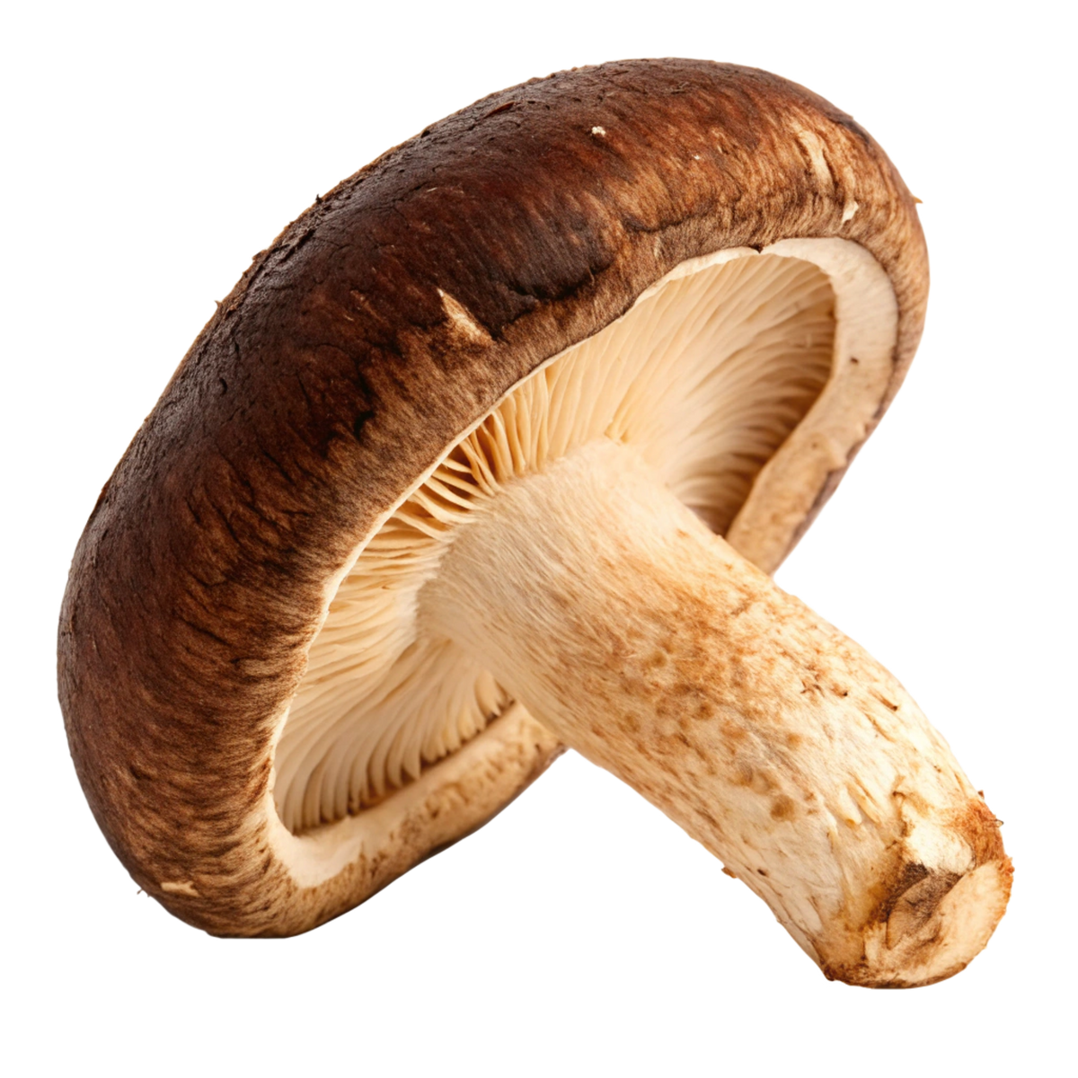 Mushroom Extract