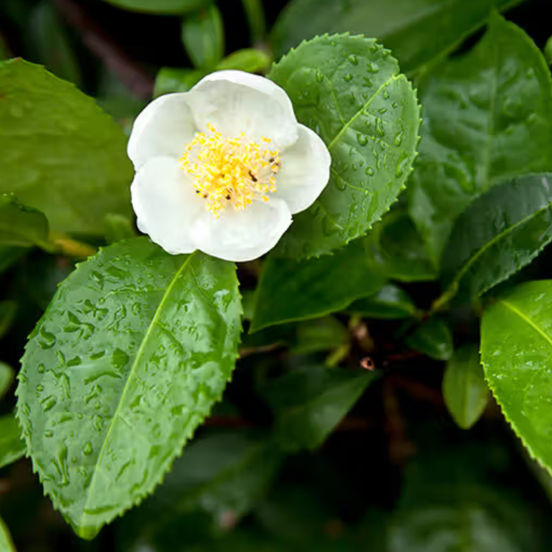 Camellia Sinensis Leaf Extract