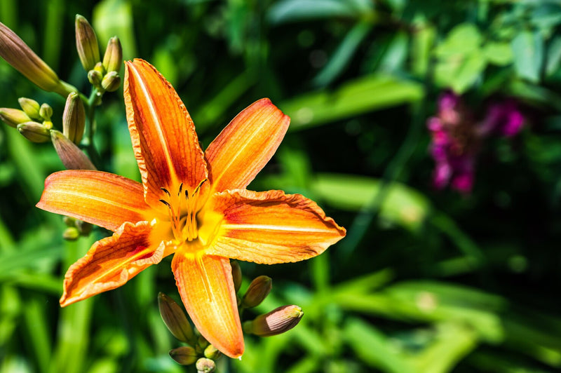 Honeysuckle Flower Extract