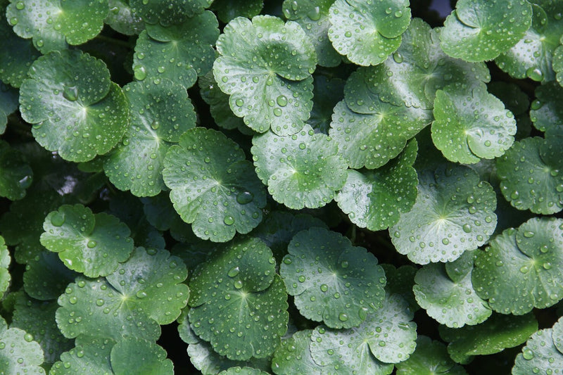 Centella Asiatica, Bisabolol, & Allantoin